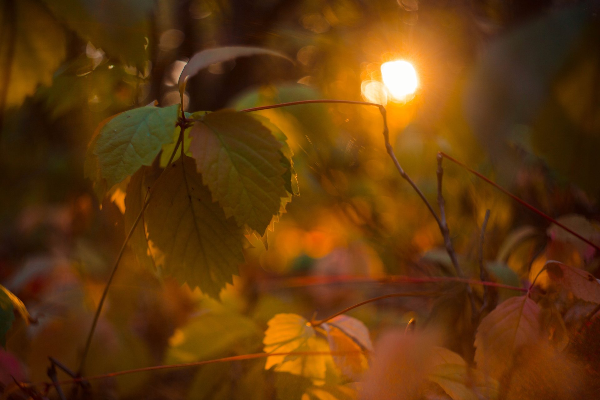 Закат в лесу, макро